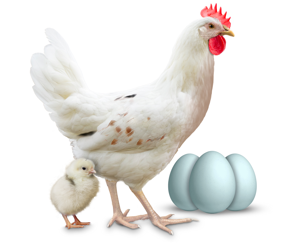 Frango-novogem-blue Frango-novogem-blue