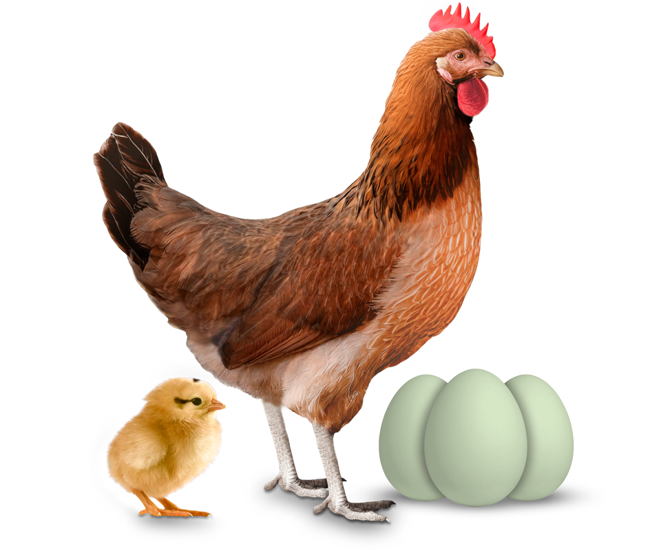 Frango-novogem-green Frango-novogem-green